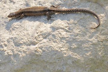 stone background with lizard