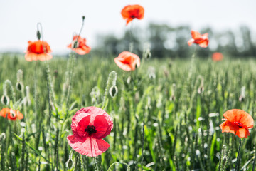 Field of red dainty poppies.