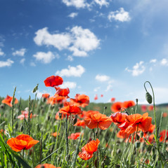 Field of red dainty poppies.