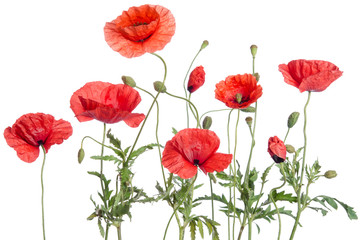 red poppies  isolated on white background