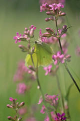 Brimstone Butterfly " Gonepteryx rhamni "