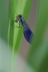 beautiful demoiselle (Calopteryx virgo)