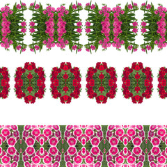 Dianthus flower seamless pattern background