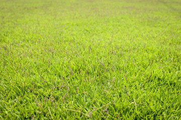 Green grass background