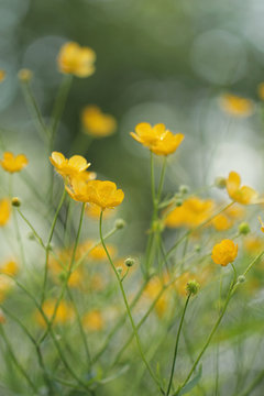 Greater spearwort - Ranunculus lingua