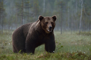 Fototapeta na wymiar Big male bear