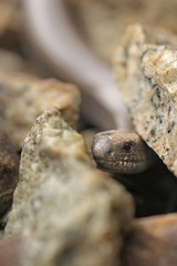 Slowworm, Anguis fragilis