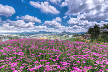 Highland Park Dalat Flower on a sunny morning, flower field immense hilltop village far away from the high areas, photos adorn the beautiful cloudy sky makes the image more vitality