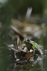swamp with green frog