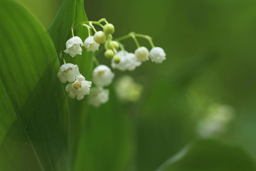 Lily of the Valley (Convallaria majalis) in a wood