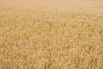 Yellow wheat growing in a farm field