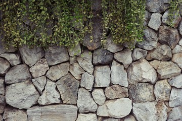 rock wall with Dischidia plant