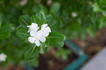 White periwinkle in garden