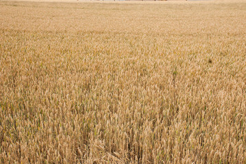 Yellow wheat growing in a farm field