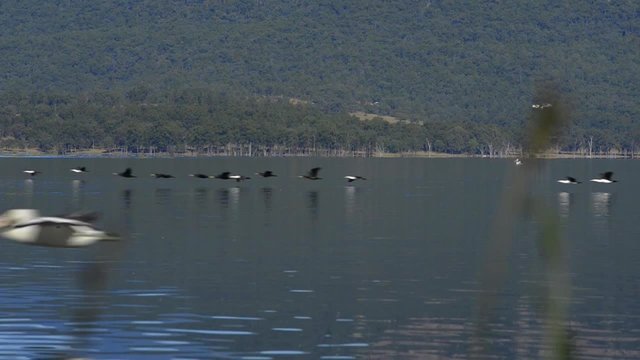 Birds flying over lake moogerah, Queensland during the day.
