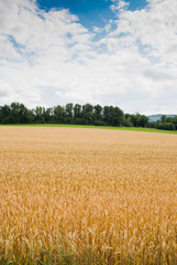Yellow wheat growing in a farm field