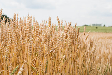 Yellow wheat growing in a farm field