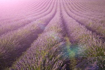 Obraz na płótnie Canvas fields of blooming lavender flowers (Provence, France) 