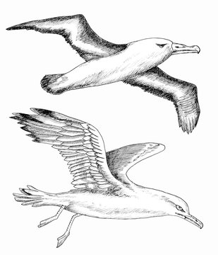 Design set with hand drawn sea gulls