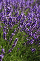 fields of blooming lavender flowers (Provence, France) 