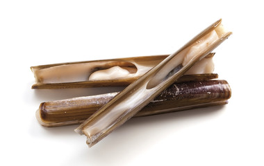 Razor clams isolated on white background. In Spain called navajas.