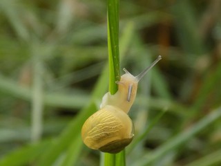 Snail on grass blade