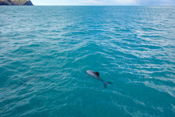 Dolphin mammal