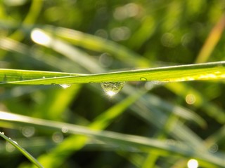 Rain drops on grass blade