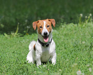 Young puppy dog Jack Russell terrie © ptasha