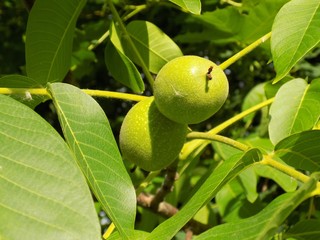Immature walnuts