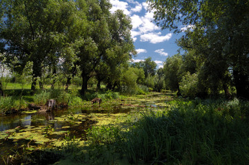 Net calm rural river summer day