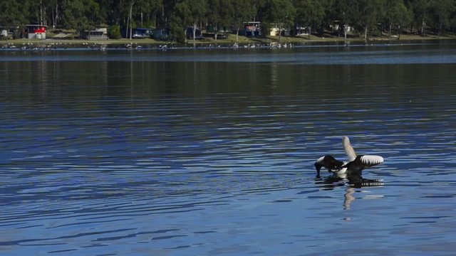 Birds swimming on the water at lake moogerah during the day.