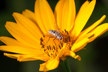 Hoverfly on the flower close up