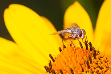 Hoverfly on the flower close up