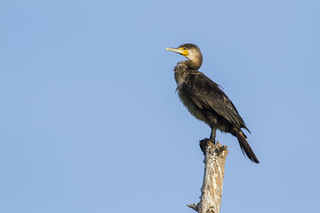 Great cormorant isolated in blue sky in Pottuvil, Sri Lanka