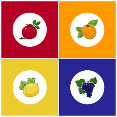 Fruit Icons, Round White Fruit Icons on Colorful Background, Apricot Icon, Melon Icon ,Pomegranate Icon, Grapes  Icon, Vector Illustration
