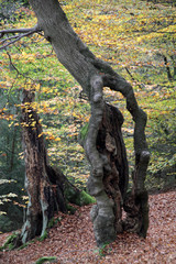 Landschaft an den Externsteinen im Herbst