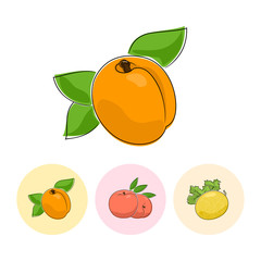 Fruit Apricot  on White Background , Set of Three Round Colorful Icons Apricot, Peach and Melon , Vector Illustration