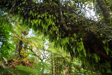 Native bush of New Zealand