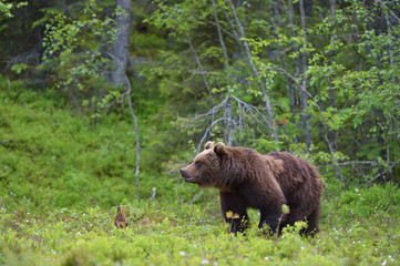 Young brown bear in the forest