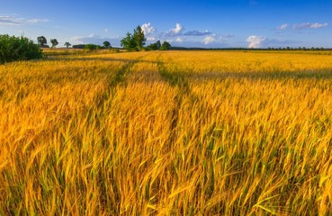 Sunset over cereal field with grown up ears