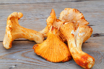 girolles 16072015
