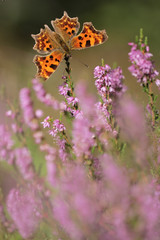 Calluna vulgaris known as Common Heather, ling, or simply heather with butterfly 