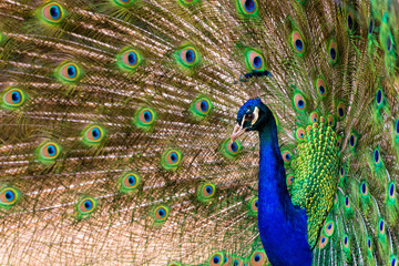 Fototapeta premium Pfau
