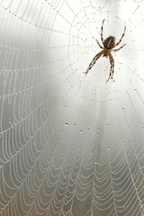 Dew drops on the spider web 