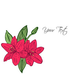 Lily flower illustration vector