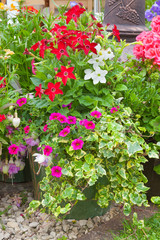 Flowers growng in containers.