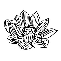 Water lily outline isolated on white background