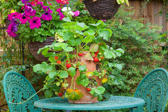 Terracotta planter with ripe strawberries