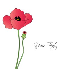 Poppy flower illustration vector
